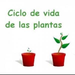 Imagen de portada del videojuego educativo: Ciclo de vida de las plantas, de la temática Ciencias