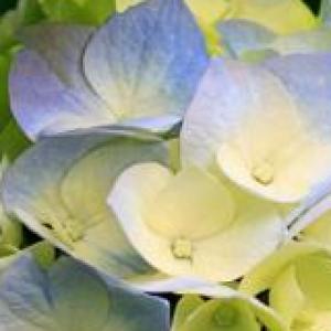 Colores
