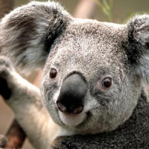 oca de animales