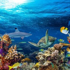 MEMOTEST ANIMALES DEL MAR