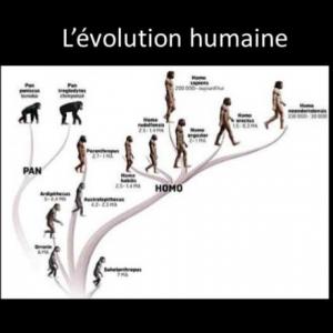 Évolution humaine