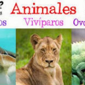 Ovíparos, vivíparos u ovovivíparos