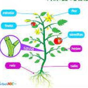 Las partes de las plantas