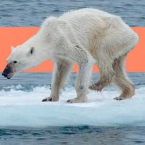 The polar bears  disappear