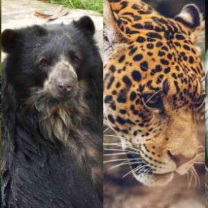 Características de los animales