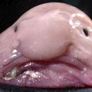 adivina