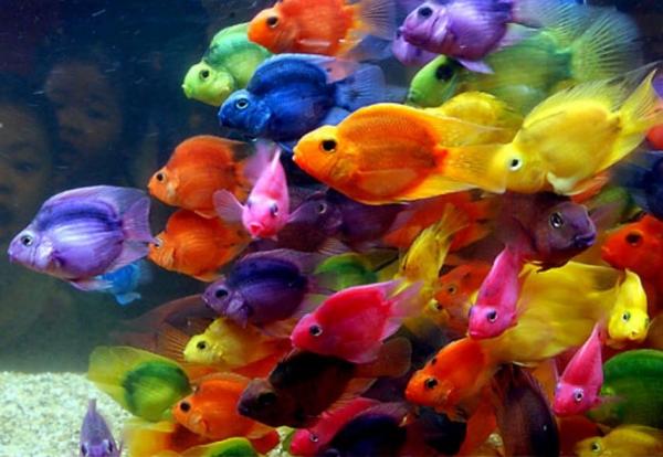 ANIMALES