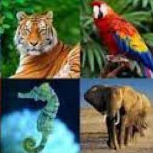 Animales 