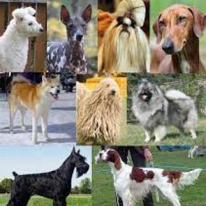 Perros