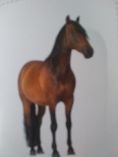 Animales vertebrados