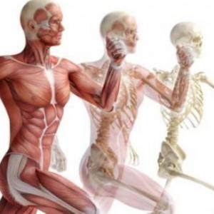El sistema locomotor