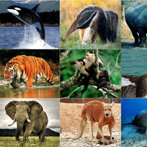 Animales vertebrados