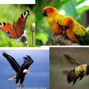 Locomoción de los animales