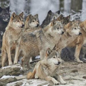 lobo