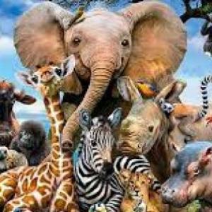 Mundo ANIMAL