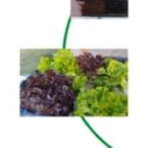 alimentos