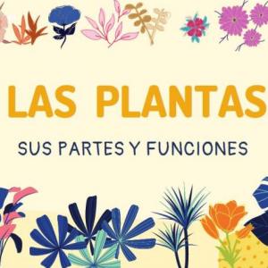 PLANTAS PARTES Y FUNCIONES