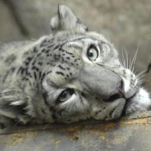 Animales