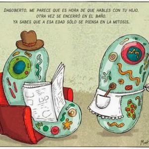 Ciclo celular 