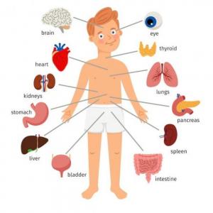 Partes del cuerpo