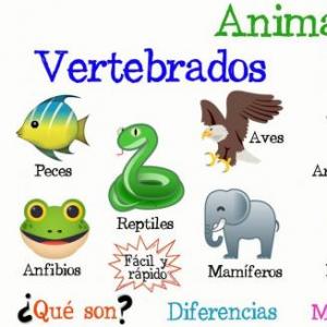 Animales