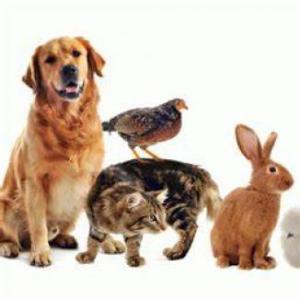 Objetos de animales.