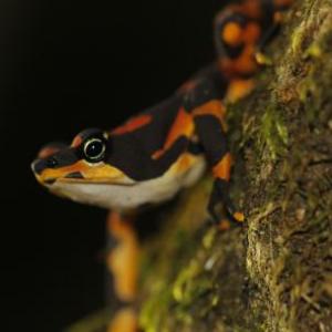 Anfibios y sus características