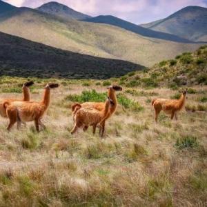 Animales Autóctonos