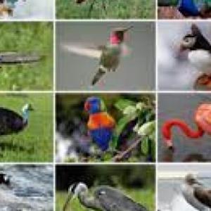 Imagen de portada del videojuego educativo: Animales ovíparos que tienen plumas, de la temática Biología