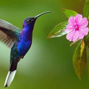 LA LEYENDA DEL COLIBRÍ Y LA FLOR