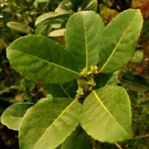 Imagen de portada del videojuego educativo: El proceso productivo de la yerba mate , de la temática Tecnología