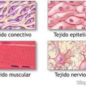 Tejidos