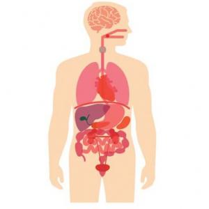 Imagen de portada del videojuego educativo: Órganos no endocrinos, de la temática Biología