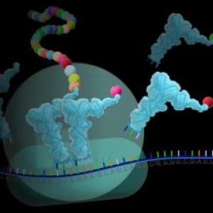 3M-BIO Transcripción y traducción 