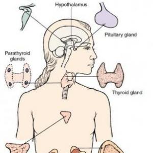 Sistemas del cuerpo humano