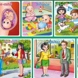 Imagen de portada del videojuego educativo: Etapas  de desarrollo del ser humano multijuego, de la temática Biología