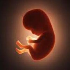 Imagen de portada del videojuego educativo: Desarrollo embrionario humano, de la temática Biología