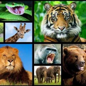 ANIMALES SALVAJES