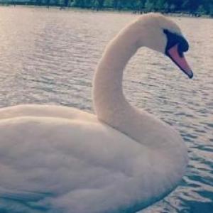 ¡Busca su pareja!