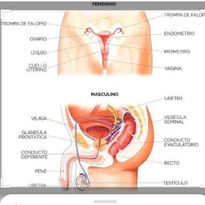 SISTEMA REPRODUCTOR