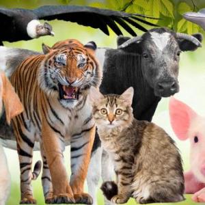 Descubre el animal