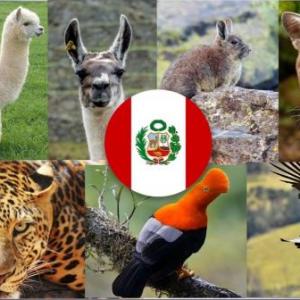 Imagen de portada del videojuego educativo: ANIMALES PERUANOS EN PELIGRO DE EXTINCIÓN, de la temática Matemáticas