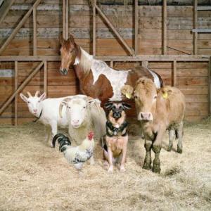 ¿QUE ANIMAL DE GRANJA ES?