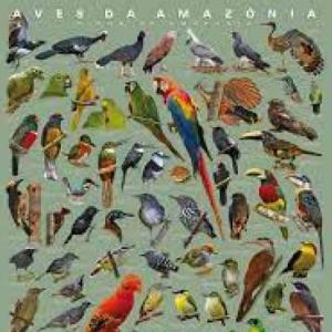 animales 