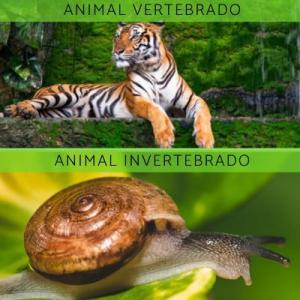 REINO ANIMAL