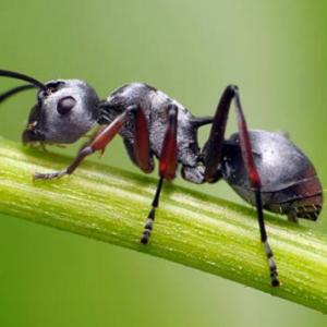 ANIMALES VERTEBRADOS E INVERTEBRADOS