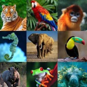 DIVERSIDAD DEL REINO DE LOS ANIMALES