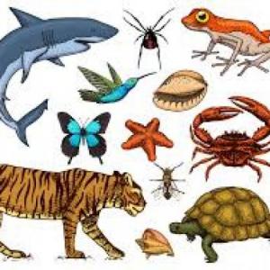 Animales vertebrados e invertebrados
