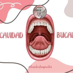Cavidad bucal y glándulas salivales