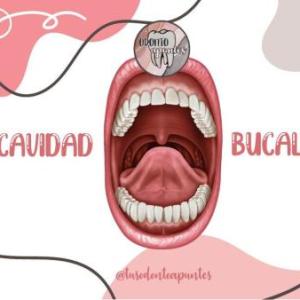 Cavidad bucal y glándulas salivales